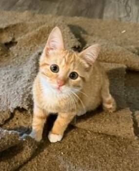 Alfie -  Domestic Short Hair Cat for Adoption in Fort Worth, Texas - Alfie | PetCurious