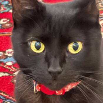Rescue Domestic Short Hair Cats for Adoption in Houston, Texas - Sabrina (aka Momma) | PetCurious