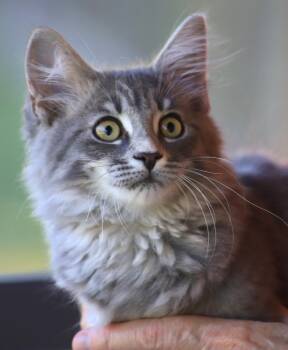 Rescue Domestic Medium Hair Cats for Adoption in North Fort Myers, Florida - Tia | PetCurious