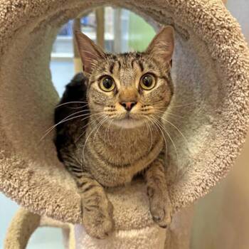 Java -  Domestic Short Hair Cat for Adoption in Walnut Creek, California - Java | PetCurious