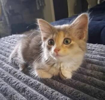 Selene -  Calico Cat for Adoption in Miami, Oklahoma - Selene | PetCurious
