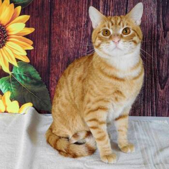 Domestic Short Hair Cats Available for Adoption in Pekin, Illinois - Cheddar | PetCurious