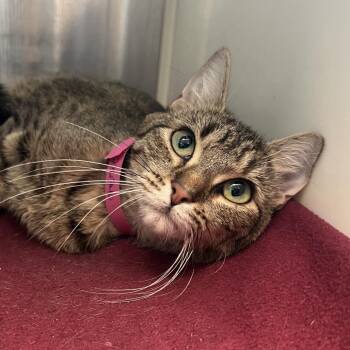 Murray -  Domestic Short Hair Cat for Adoption in Fairport, New York - Murray | PetCurious