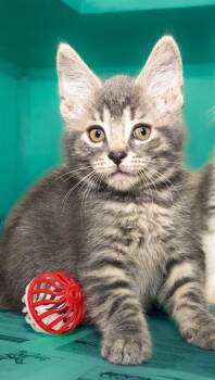 TILAPIA -  Domestic Short Hair Cat for Adoption in Cookeville, Tennessee - TILAPIA | PetCurious