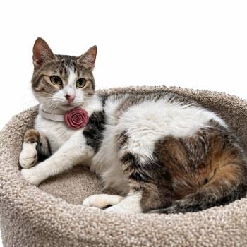 ROSEMARY - SWEET, GENTLE SOUL -  Turkish Van and Calico Cat for Adoption in Oakwood, Georgia - ROSEMARY - SWEET, GENTLE SOUL | PetCurious