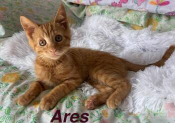 Ares -  Domestic Short Hair Cat for Adoption in Manhattan, Kansas - Ares | PetCurious