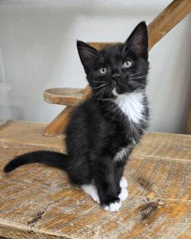 Rescue Domestic Short Hair Cats for Adoption in Park Rapids, Minnesota - Spirit | PetCurious