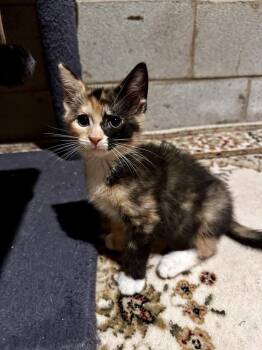 Tutu -  Domestic Short Hair Cat for Adoption in Greensboro, North Carolina - Tutu | PetCurious