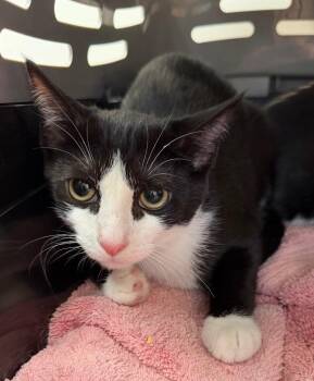Posca -  Domestic Short Hair Cat for Adoption in Cincinnati, Ohio - Posca | PetCurious