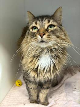 Mitaine -  Domestic Medium Hair Cat for Adoption in Delson, Quebec - Mitaine | PetCurious