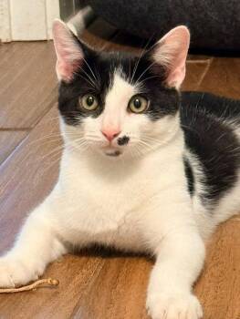 Zoro Bandito -  Domestic Short Hair Cat for Adoption in Wilmington, North Carolina - Zoro Bandito | PetCurious