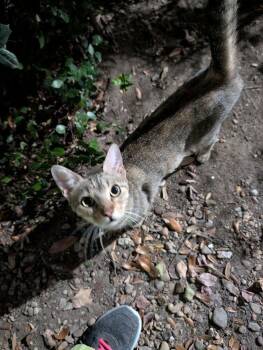 Honey Bee 6702 -  Domestic Short Hair Cat for Adoption in Dallas, Texas - Honey Bee 6702 | PetCurious