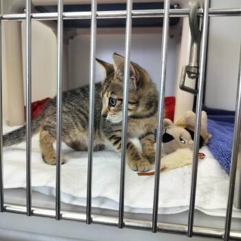 Hemi -  Domestic Short Hair Cat for Adoption - Hemi | PetCurious