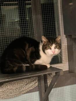 Domestic Short Hair Cats Available for Adoption - Gabe | PetCurious