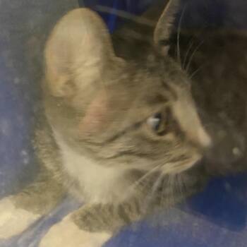 71493 -  Domestic Short Hair Cat for Adoption in Harrisonburg, Virginia - 71493 | PetCurious