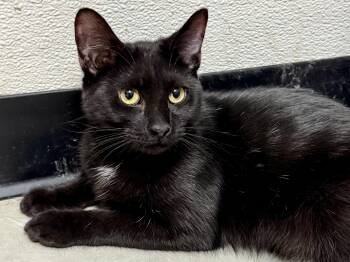 Rescue Domestic Short Hair Cats for Adoption in Worcester, Massachusetts - Delilah | PetCurious
