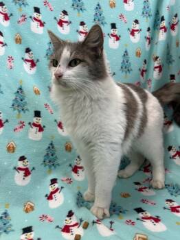 Rescue Domestic Long Hair Cats for Adoption in Denham Springs, Louisiana - Casper | PetCurious