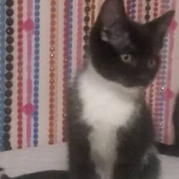 Rescue Domestic Short Hair Cats for Adoption in Estacada, Oregon - Chili | PetCurious