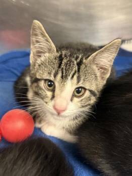 Bread Box -  Domestic Short Hair Cat for Adoption in Fort Worth, Texas - Bread Box | PetCurious