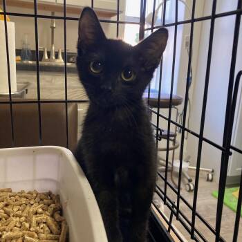 Sploot -  Domestic Short Hair Cat for Adoption in Kankakee, Illinois - Sploot | PetCurious