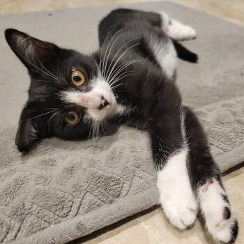 Rescue Domestic Short Hair Cats for Adoption in Los Angeles, California - Sevilla | PetCurious