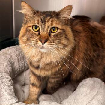Suki -  Calico Cat for Adoption in Kenai, Alaska - Suki | PetCurious