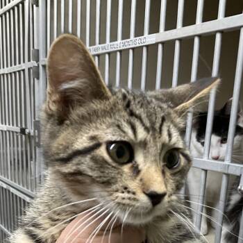 Rescue Domestic Short Hair Cats for Adoption in Colorado Springs, Colorado - Turtle | PetCurious