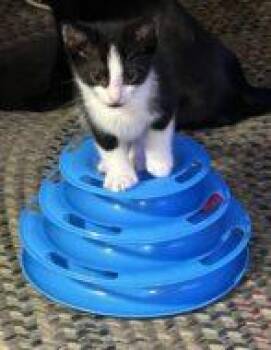 Capon -  Domestic Short Hair Cat for Adoption in West Chester, Pennsylvania - Capon | PetCurious