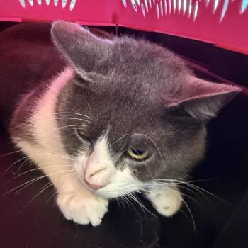 Gravey -  Domestic Short Hair Cat for Adoption in Galveston, Texas - Gravey | PetCurious