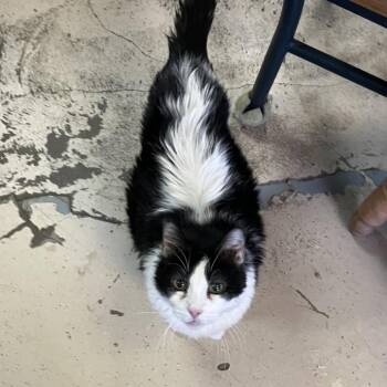 Domestic Short Hair Cats Available for Adoption - Dahlia | PetCurious