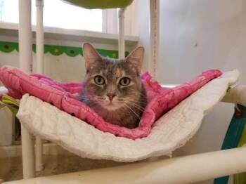 Rescue Domestic Short Hair Cats for Adoption in Bourbonnais, Illinois - Mamma Mocha (aka Mama Mochie) | PetCurious