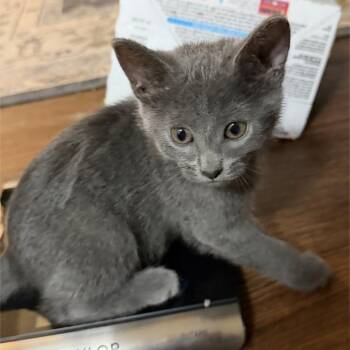 Magnolia -  Russian Blue Cat for Adoption in Chattanooga, Tennessee - Magnolia | PetCurious