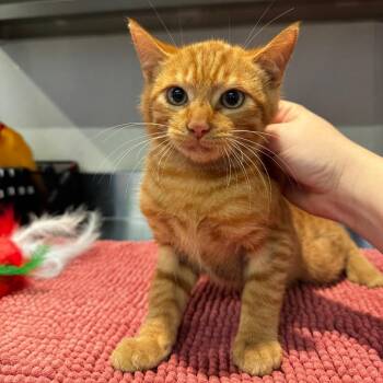 Brunson* -  Domestic Short Hair Cat for Adoption in San Gabriel, California - Brunson* | PetCurious