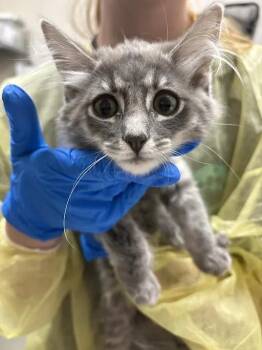 DAPHNE -  Domestic Medium Hair Cat for Adoption in Las Vegas, Nevada - DAPHNE | PetCurious