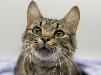Domestic Medium Hair Cats Available for Adoption in Portland, Oregon - Paisley | PetCurious