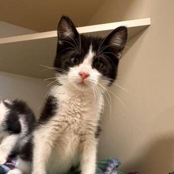 Copy -  Domestic Short Hair Cat for Adoption in Cody, Wyoming - Copy | PetCurious