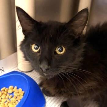 Mufasa -  Domestic Medium Hair Cat for Adoption in North Myrtle Beach, South Carolina - Mufasa | PetCurious