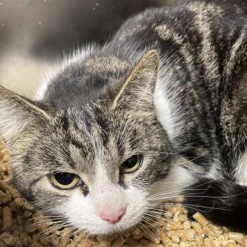 Domestic Short Hair Cats Available for Adoption in Brownsboro, Alabama - Starfish | PetCurious