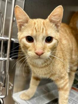 Fred -  Domestic Short Hair Cat for Adoption in Wichita, Kansas - Fred | PetCurious