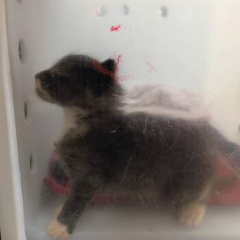 Lightning -  Domestic Short Hair Cat for Adoption in Columbus, Georgia - Lightning | PetCurious