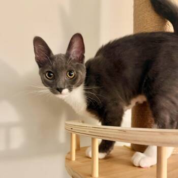 Penelope Garcia -  Domestic Short Hair Cat for Adoption in Richmond, Virginia - Penelope Garcia | PetCurious