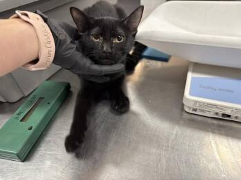 SPOOKS -  Domestic Medium Hair Cat for Adoption in Thousand Palms, California - SPOOKS | PetCurious