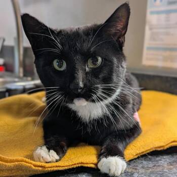 Domestic Short Hair Cats Available for Adoption in Brighton, Missouri - Brigid | PetCurious