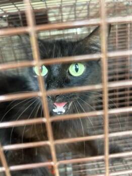 Domestic Short Hair Cats Available for Adoption in Houston, Texas - A656895 | PetCurious