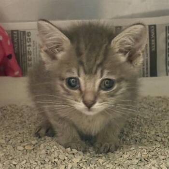 CAPRICORN -  Domestic Short Hair Cat for Adoption in Riverside, California - CAPRICORN | PetCurious