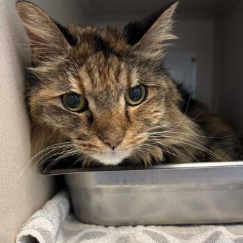 Domestic Long Hair Cats Available for Adoption in Gloucester, Virginia - Holli | PetCurious