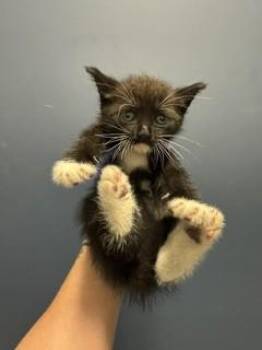 ZUKO -  Domestic Short Hair Cat for Adoption in Doral, Florida - ZUKO | PetCurious