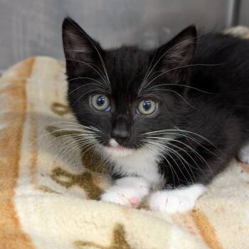 Derby -  Domestic Medium Hair Cat for Adoption in Spokane, Washington - Derby | PetCurious