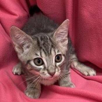 Cleocatra -  Tabby Cat for Adoption in Green Valley, Arizona - Cleocatra | PetCurious