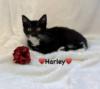 Harley -  Domestic Short Hair Cat for Adoption in Copley, Ohio - Harley | PetCurious